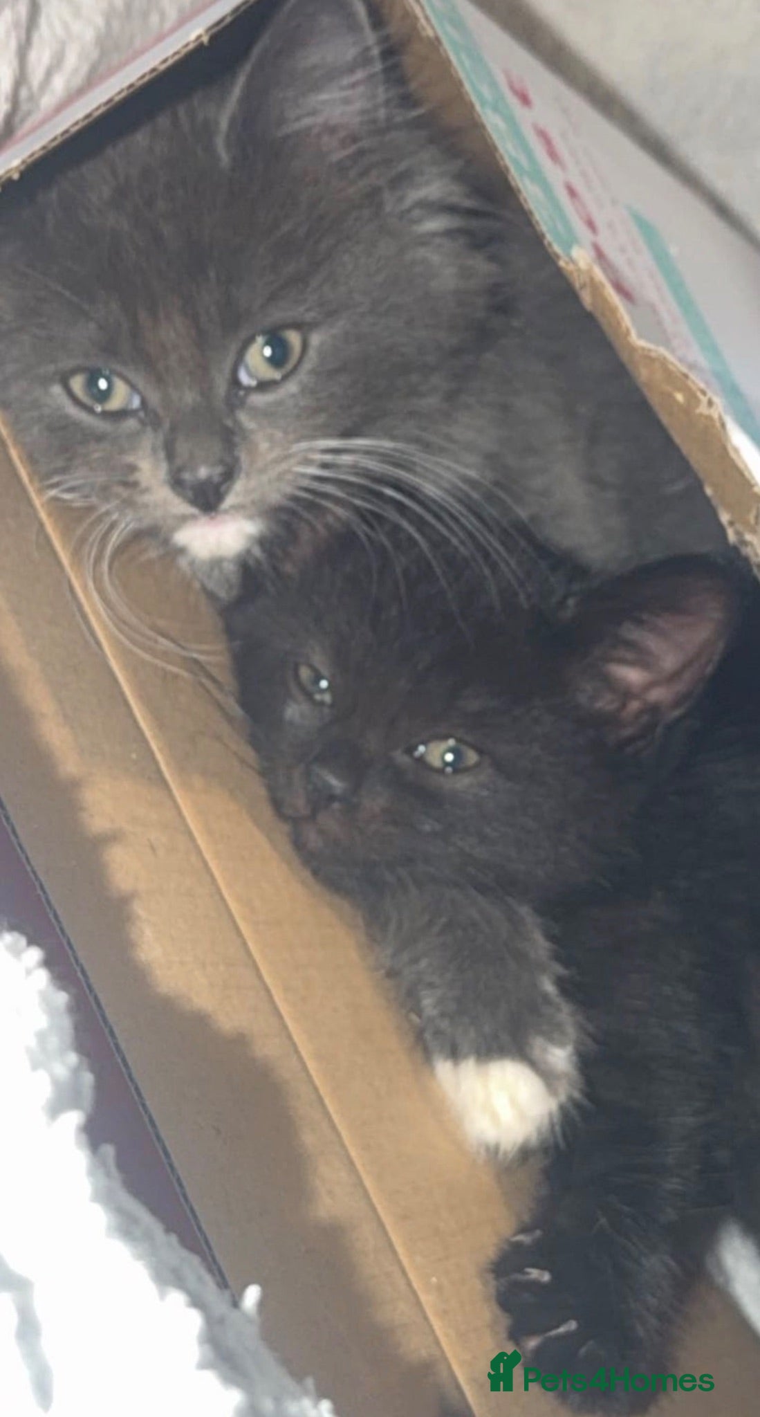 Mixed Breed cats X2 male kittens - Advert 9