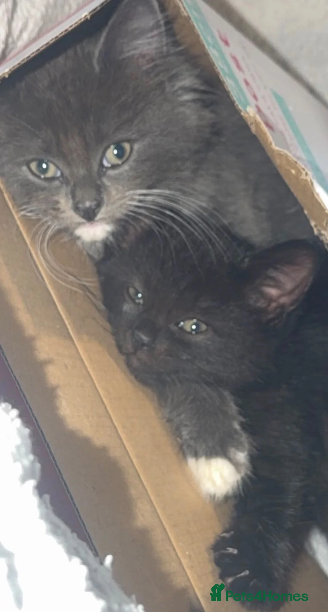 Mixed Breed cats for sale: X2 male kittens - Advert 1