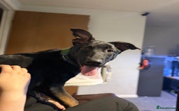 Belgian Shepherd Dog dogs for sale: Shadow a 6 months old Belgian shepherd  - Image 4