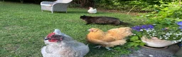 Chickens poultry for sale: Four fabulous Orpington ladies! - Advert 5