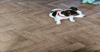 Jack Russell dogs - Advert 16