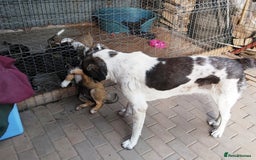 Mixed Breed dogs for adoption: Meet Little BEAR, a Lovely but naughty Boy... - Image 13