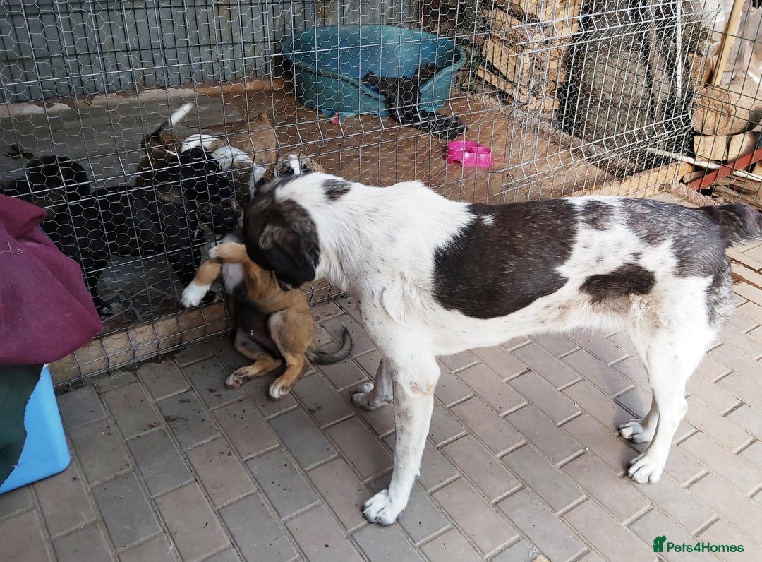 Mixed Breed dogs for adoption: Meet Little BEAR, a Lovely but naughty Boy... - Image 13