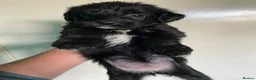 Mixed Breed dogs for sale: Whippet cross toy poodle   - Advert 22