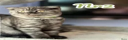 Scottish Fold cats for sale:  3 Full Pedigree Fold Girls        - Advert 7