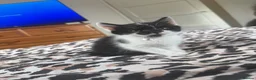 Domestic Shorthair cats for sale: 🐾 Adorable Kittens Ready for Loving Homes - Advert 14
