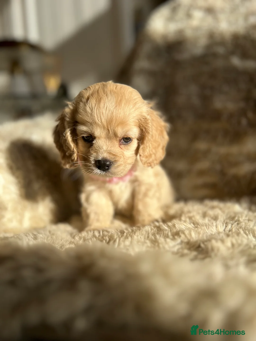 Cocker Spaniel dogs for sale: American cocker  - Advert 3