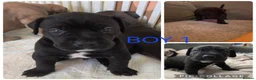 Cane Corso dogs for sale: Cane Corso puppies - Advert 3