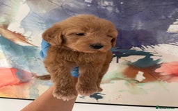 Goldendoodle dogs for sale: Multigenerational Puppies Licensed and Tested  - Image 23