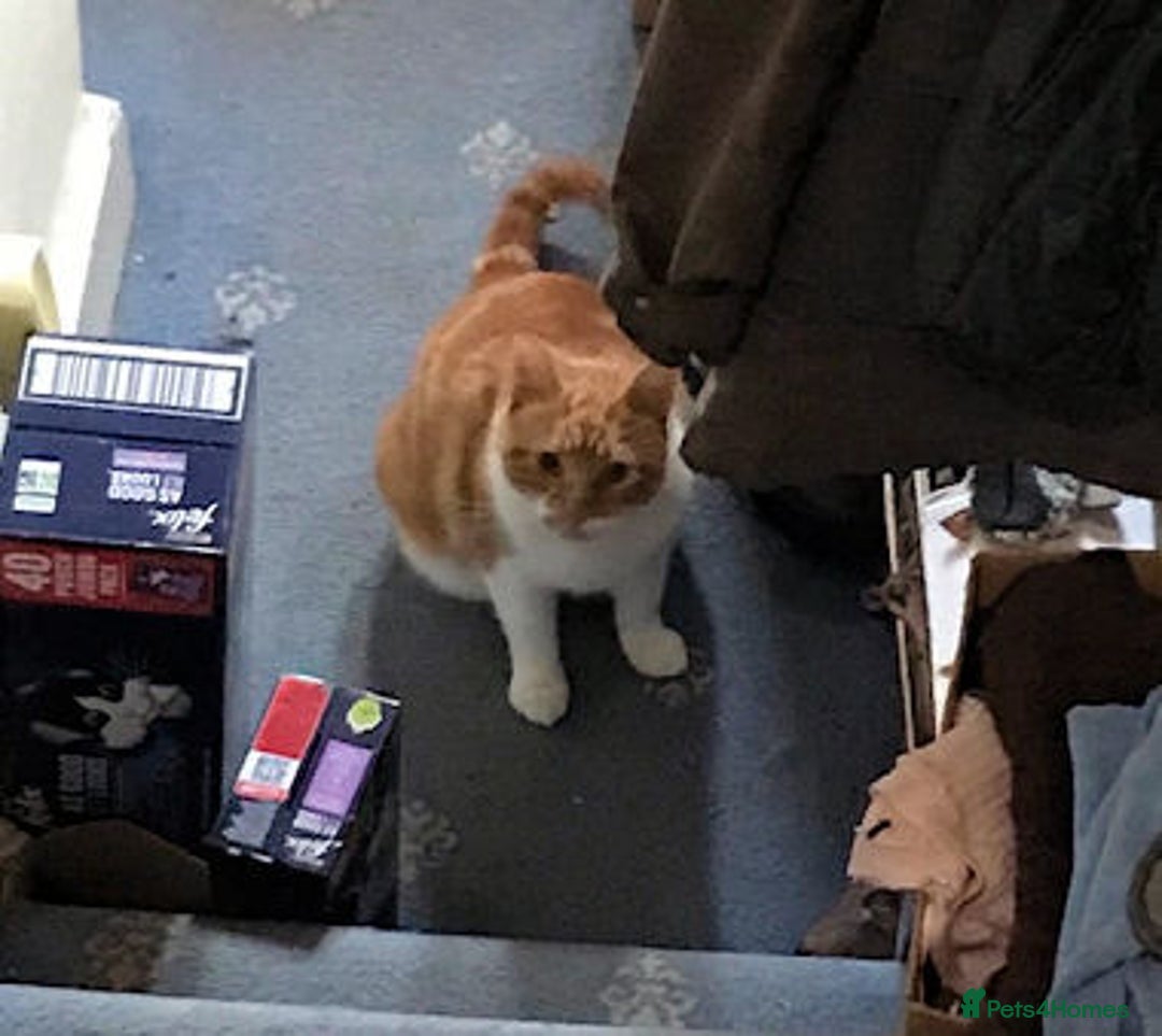 Mixed Breed cats for adoption: SIMBA - Advert 5