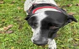 Mixed Breed dogs for adoption: Zara needs a loving home  - Advert 2