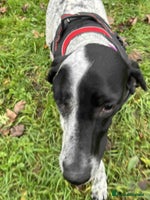 Mixed Breed dogs Zara needs a loving home - Advert 10