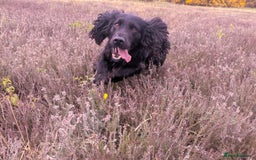 Cocker Spaniel dogs for sale: kc cocker spaniels registered pups - Image 6