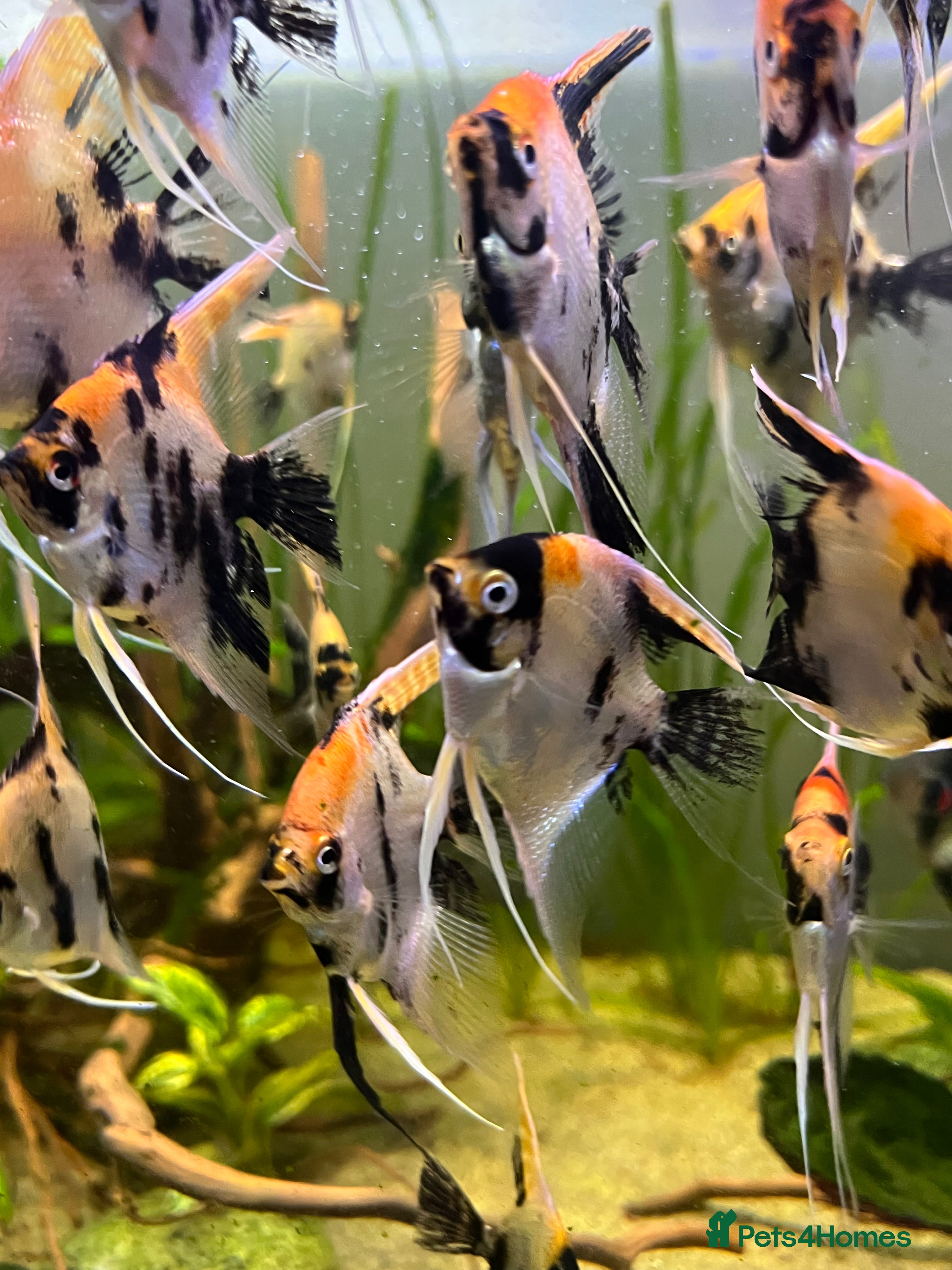 Angelfish fish Angelfish koi - Advert 15