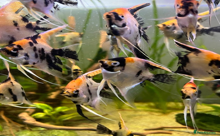 Angelfish fish - Advert 3