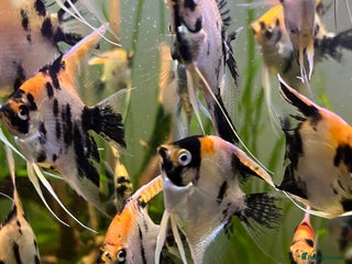 Angelfish fish Angelfish koi - Advert 1