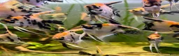 Angelfish fish for sale: Angelfish koi - Advert 1