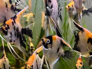 Angelfish fish Angelfish koi - Advert 11