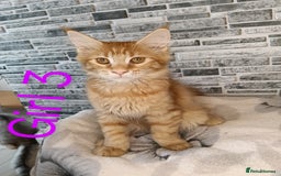 Maine Coon cats for sale: 'PuuureLove' Maine Coon kittens  - Image 6
