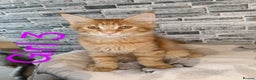 Maine Coon cats for sale: 'PuuureLove' Maine Coon kittens  - Advert 27