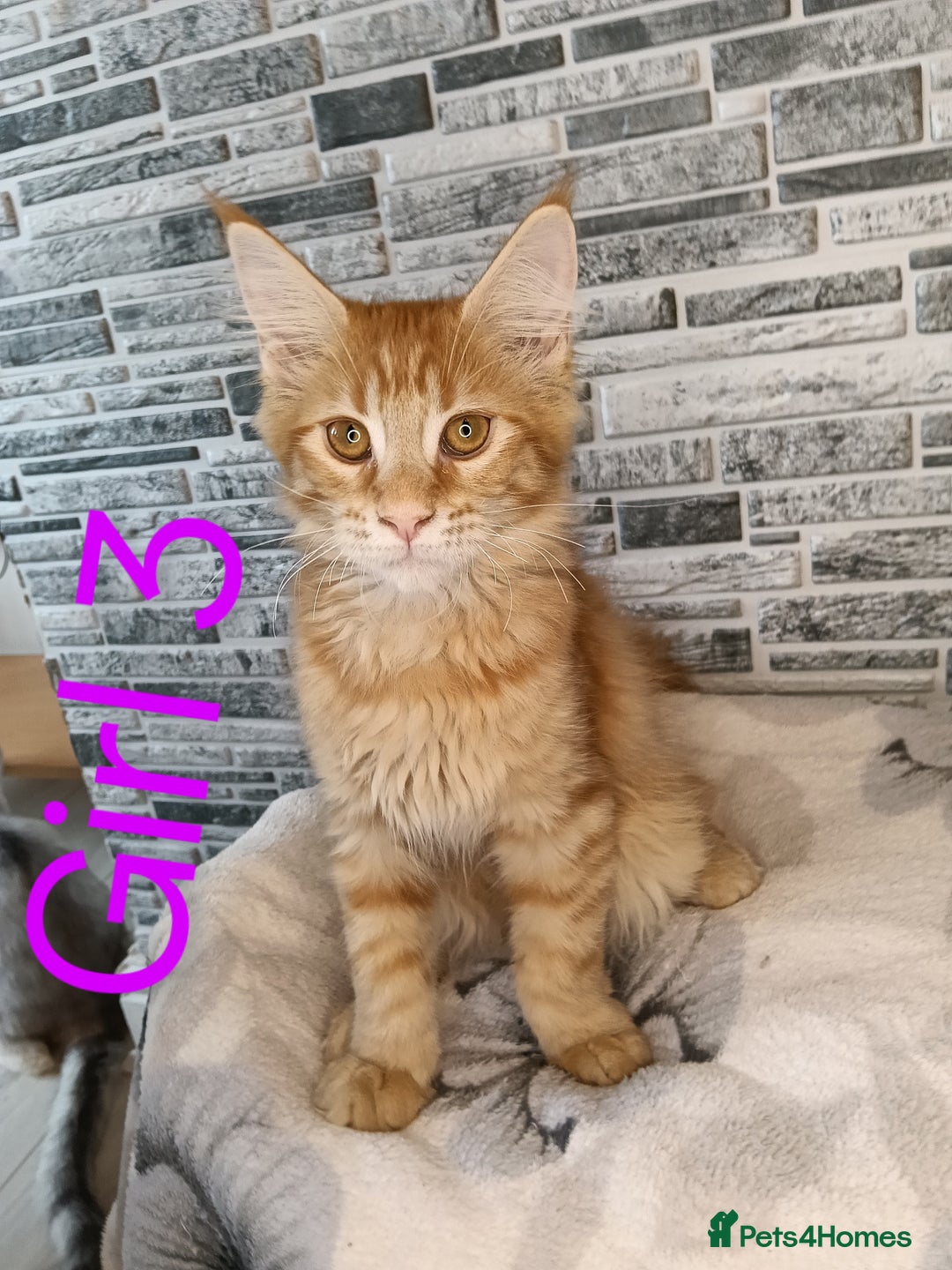 Maine Coon cats for sale: 'PuuureLove' Maine Coon kittens  - Image 6