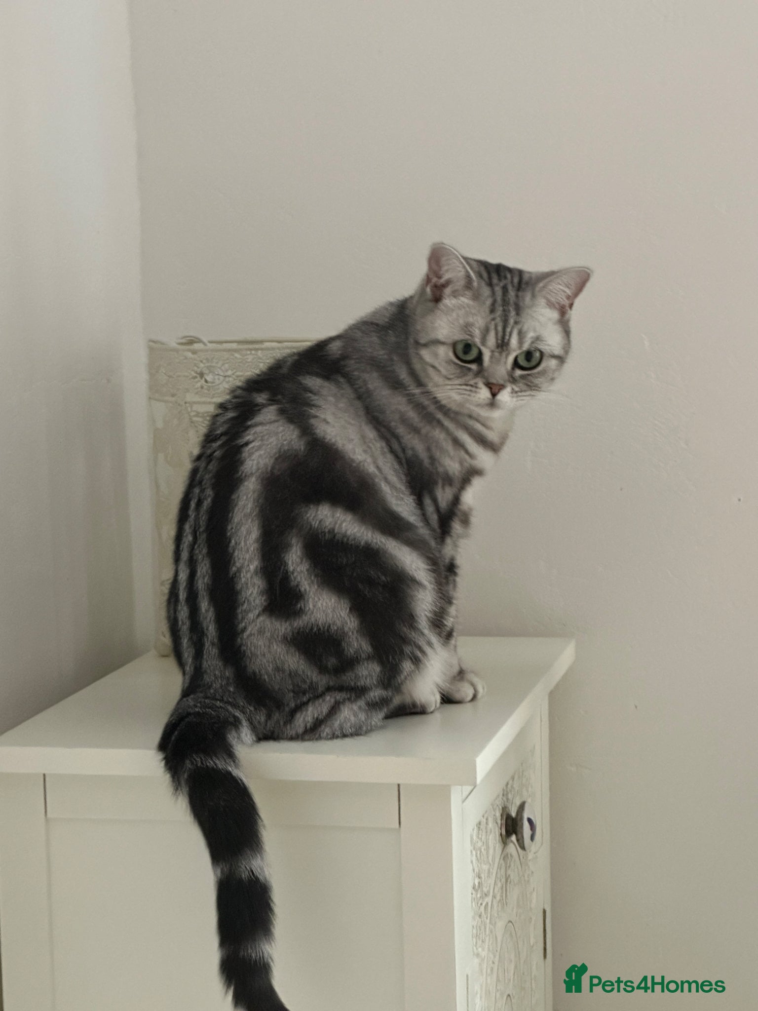 British Shorthair cats British Silver tabby kittens - Advert 7