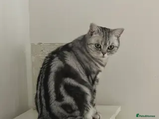 British Shorthair cats British Silver tabby kittens - Advert 7