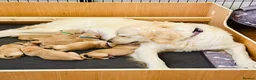 Golden Retriever dogs for sale: KC Registered Goldens Raised In Our Family Home - Advert 20