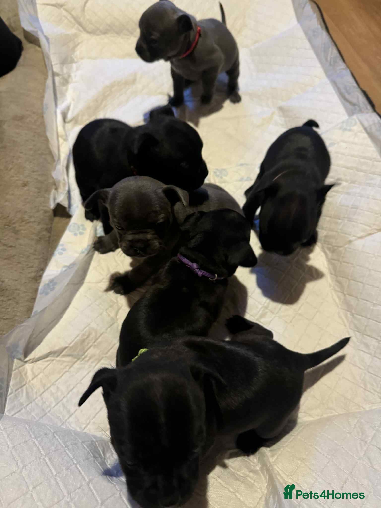 Mixed Breed dogs French bulldog x Staff  - Advert 4