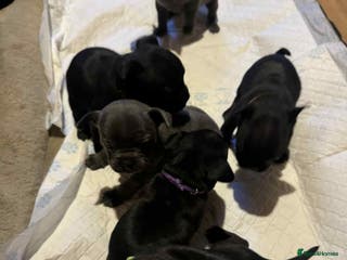 Mixed Breed dogs French bulldog x Staff - Advert 4