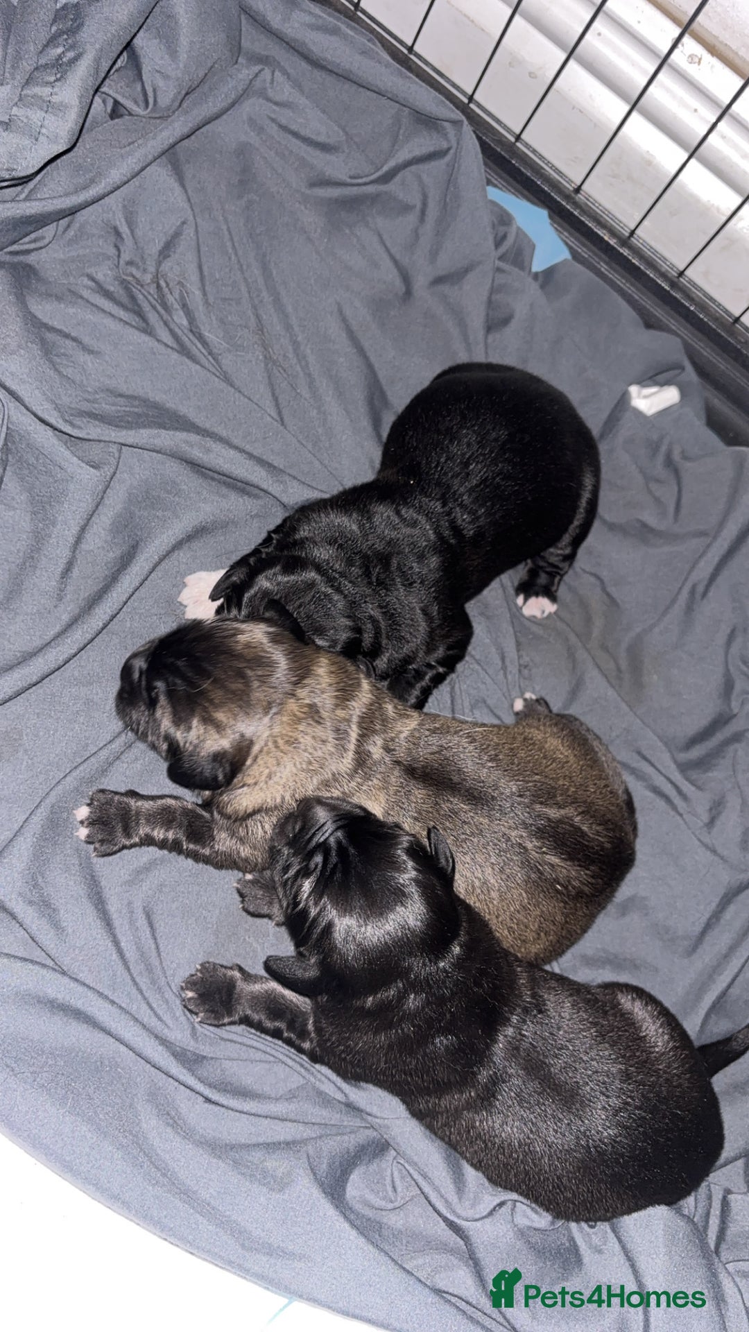 Caucasian Shepherd Dog dogs for sale: Caucasian shepherds 1 female and 1 male left - Advert 2