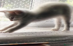 Turkish Angora cats for sale: beautiful Turkish Angora kitten 🌸 - Image 3