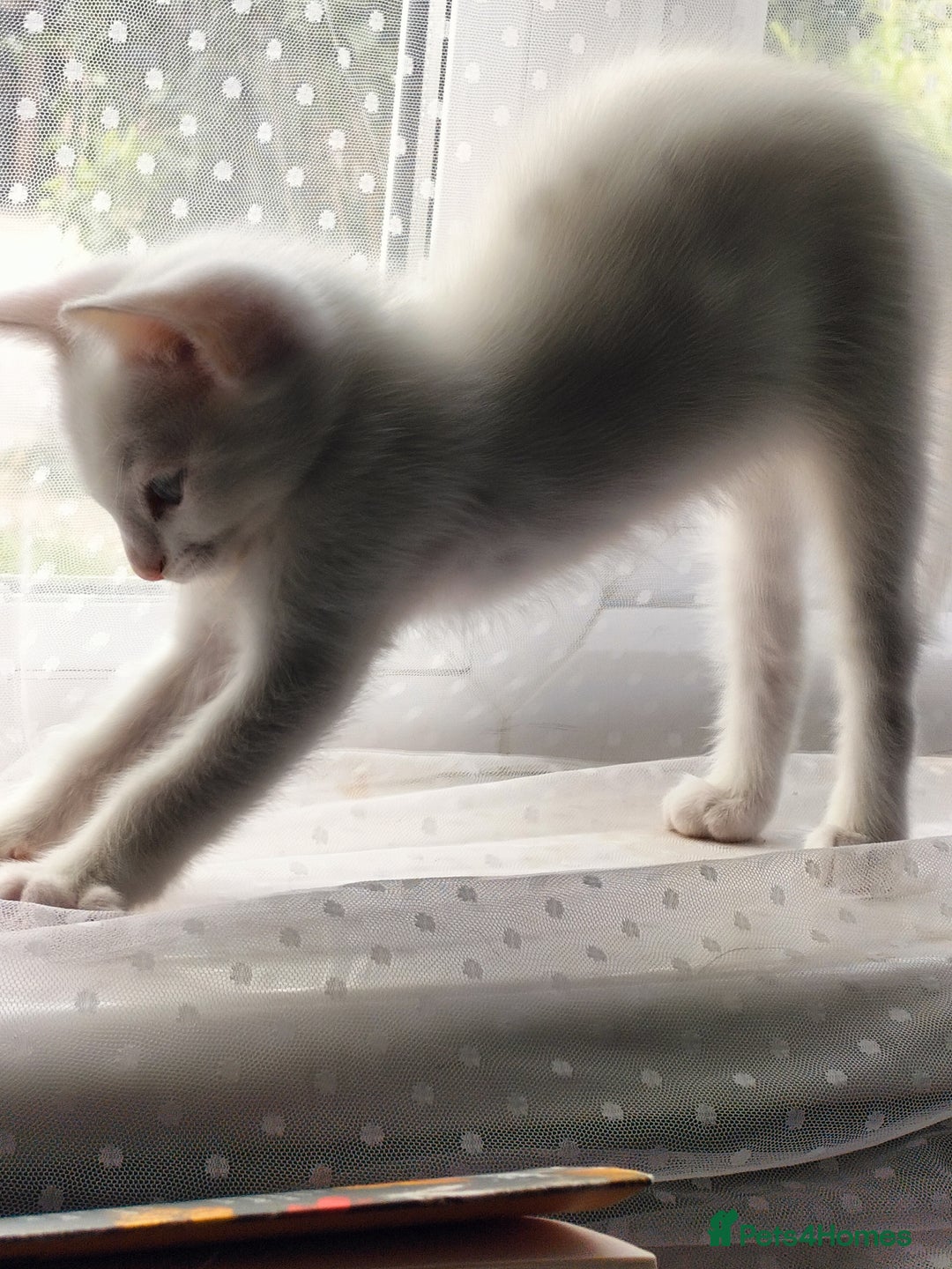 Turkish Angora cats for sale: beautiful Turkish Angora kitten 🌸 - Image 3