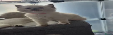 Ragdoll 1