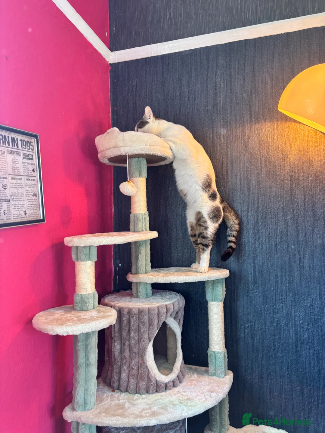 Domestic Shorthair cats for sale: Meet Falcon - Advert 2