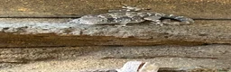Gecko reptiles for sale: Scorpion Gecko’s in Whitchurch - Advert 4