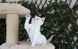 British Shorthair cats for sale: Ready CH Bloodlines BSH TICA registered kittens in Feltham - Image 17