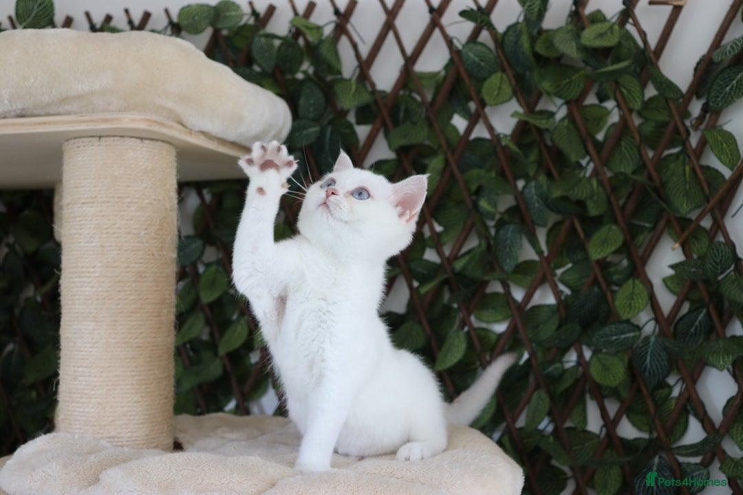 British Shorthair cats for sale: Ready CH Bloodlines BSH TICA registered kittens in Feltham - Image 17
