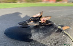 German Shepherd dogs for sale: 3 month old female German Shepherd - Image 4