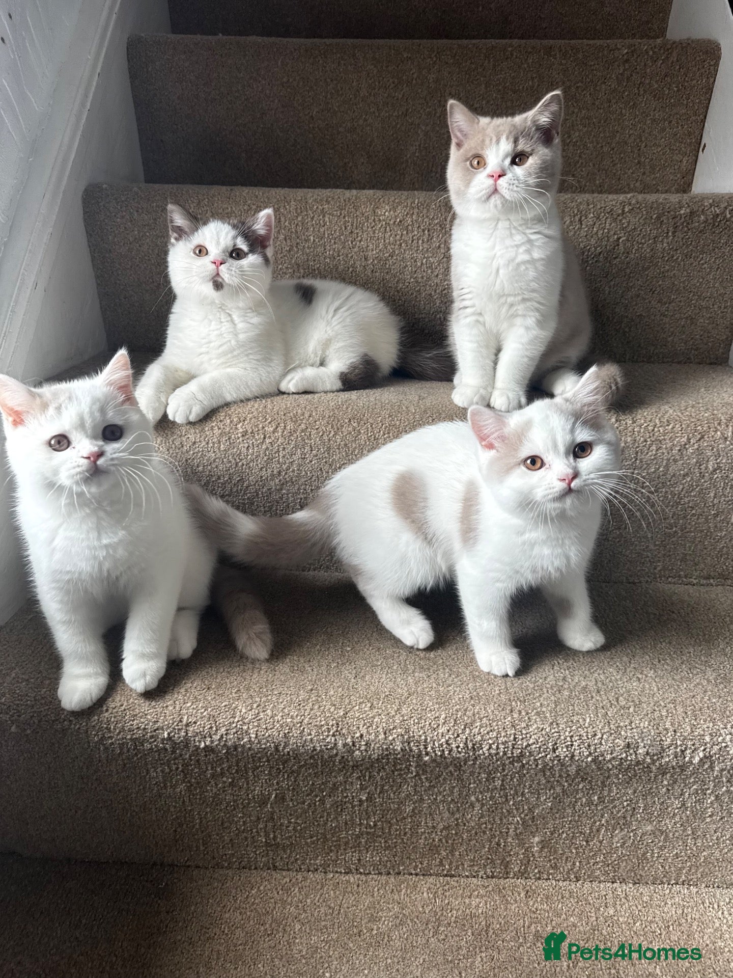 British Shorthair cats British shorthair kittens  - Advert 7
