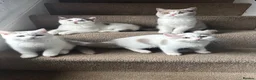 British Shorthair cats for sale: British shorthair kittens  - Advert 1