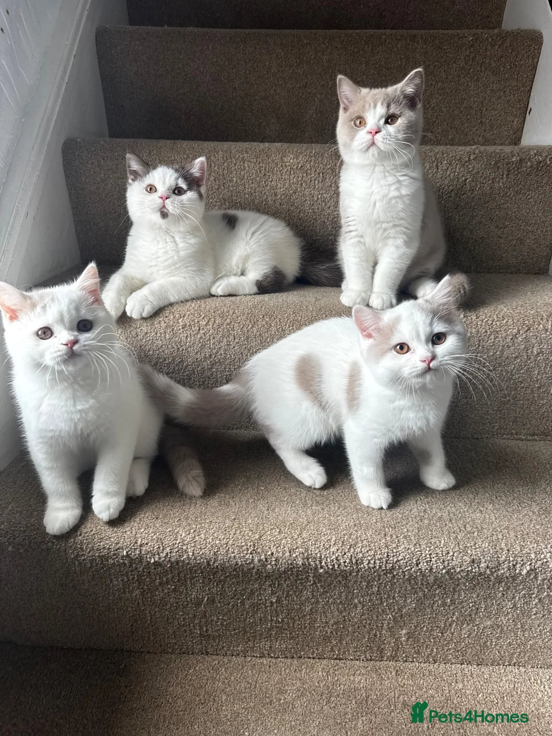 British Shorthair cats for sale: British shorthair kittens  - Advert 1