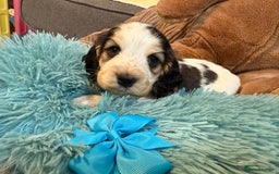 Cocker Spaniel dogs for sale: Beautiful cocker spaniels DNA clear  - Image 21
