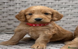Cockapoo dogs for sale: 😍😍 F1 cockapoo puppies 😍😍 - Image 13