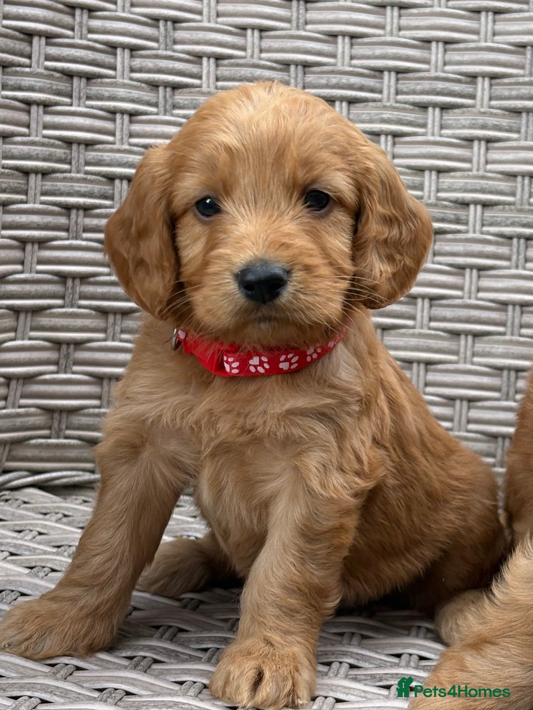 Cockapoo dogs for sale: 😍😍 F1 cockapoo puppies 😍😍 - Image 13