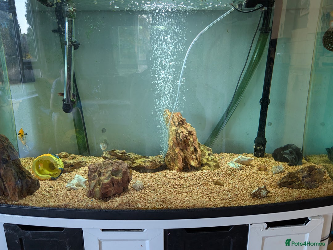Angelfish fish for sale: Fish & tank - Image 8