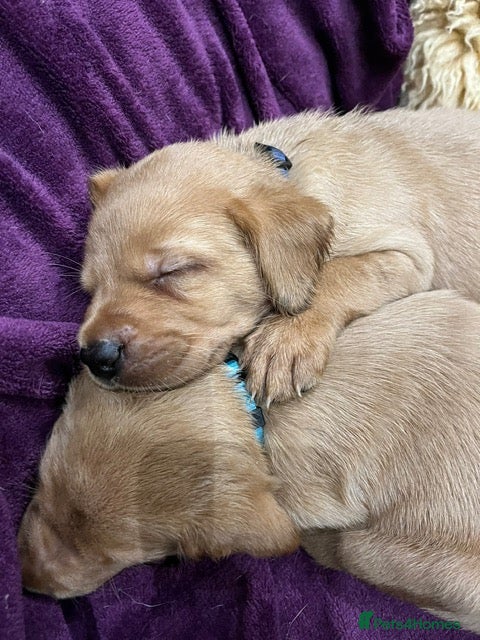 Labrador Retriever dogs for sale: Outstanding litter of yellow/fox red labradors - Advert 2