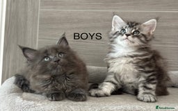 Maine Coon cats for sale: TICA DNA tested 5 Gen Pedigree  - Image 4