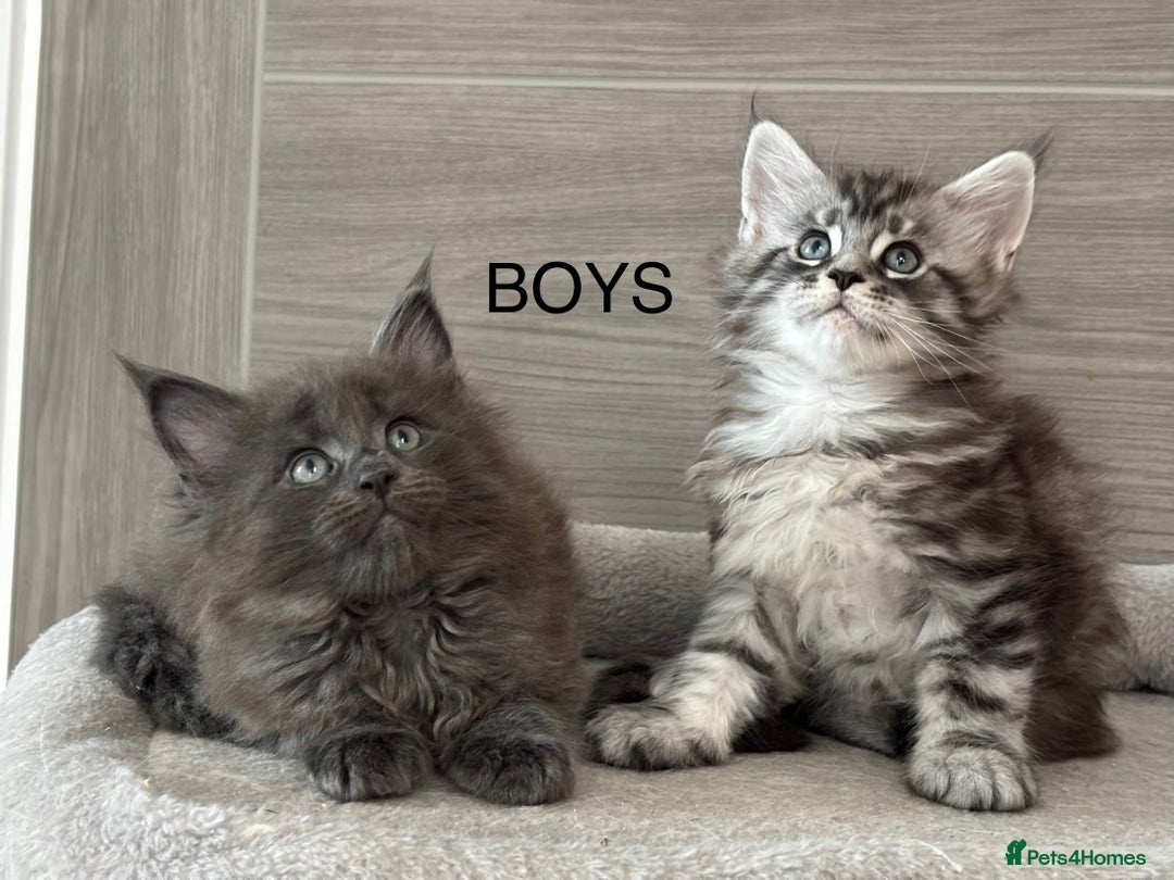 Maine Coon cats for sale: TICA DNA tested 5 Gen Pedigree  - Image 4