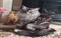 Maine Coon cats for sale: Maine Coon TICA reg kittens and Persian adult  - Image 15